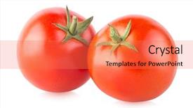  Presentation with ripe golden potato on white - Slide deck consisting of solanaceae - two ripe tomatoes isolated background and a coral colored foreground