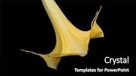  Presentation with mexico - Amazing slide set having solanaceae - very dangerous beautiful flower backdrop and a black colored foreground