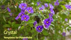  Presentation with purple - Presentation design with solanum rantonnetii in the solanaceae background and a tawny brown colored foreground