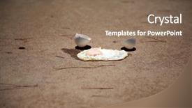  Presentation with egg - Audience pleasing slides consisting of solar cooking - summer sidewalk hot enough backdrop and a violet colored foreground