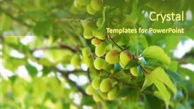  Presentation with fruit tree - Amazing presentation theme having solar eclipse - young green ume plum fruit backdrop and a tawny brown colored foreground
