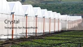  Presentation with greenhouses - PPT layouts consisting of solar farm - perspective of greenhouses background and a lemonade colored foreground