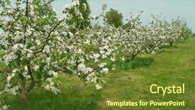  Presentation with apple trees are blooming pink - Cool new theme with triple saut - apple-garden blooming backdrop and a tawny brown colored foreground