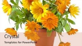  Presentation with calendula - Slide deck with flowerpot isolated on white background background and a gold colored foreground