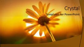  Presentation with daisy - Amazing slide set having daisy flower against sunset sun backdrop and a gold colored foreground