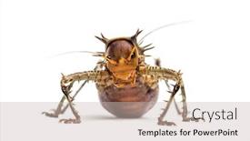  Presentation with cricket - PPT layouts enhanced with soldier-cricket-cosmoderus-sp-isolated background and a soft green colored foreground