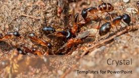  Presentation with ants - Colorful slide set enhanced with soldier-termites-and-flying-ants backdrop and a coral colored foreground