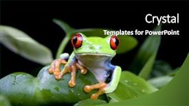  Presentation with frog - Audience pleasing theme consisting of solid black - a red-eye backdrop and a black colored foreground