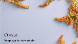  Presentation with border flower - Presentation theme consisting of solidago-flower-on-pastel-background background and a lemonade colored foreground