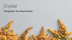  Presentation with border flower - Slide deck having solidago-flower-on-pastel-background background and a light gray colored foreground