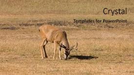  Presentation with grazing - PPT layouts consisting of solitary-california-black-tailed-bucks background and a coral colored foreground