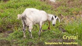  Presentation with leash - Presentation theme consisting of solitary goat on a leash background and a tawny brown colored foreground
