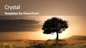  Presentation with oak tree - Presentation theme enhanced with solitary oak tree in golden background and a violet colored foreground