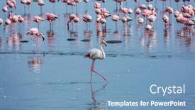  Presentation with coastal - PPT layouts having soloist flock of white and pink flamingos feed themselves in coastal silt namibia sunrise ecological active and photo tourism concept background and a teal colored foreground