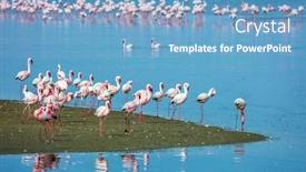  Presentation with eco friendly - Beautiful PPT layouts featuring soloist-flock-of-white backdrop and a teal colored foreground