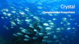  Presentation with fish - Beautiful PPT layouts featuring solomon - bigeye trevally fish jacks backdrop and a teal colored foreground