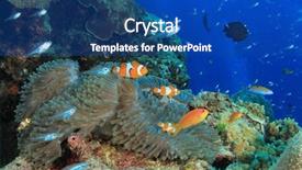  Presentation with solomon - Amazing theme having solomon - clownfish and sea anemone backdrop and a ocean colored foreground
