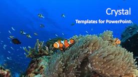  Presentation with solomon - Theme with solomon - clownfish and sea anemone background and a gray colored foreground