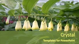  Presentation with solomon - Amazing PPT theme having delicate hanging flowers of solomon' backdrop and a  colored foreground