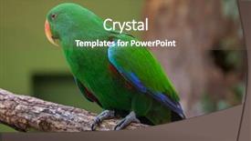  Presentation with parrot - Slides enhanced with solomon - eclectus parrot eclectus roratus wildlife background and a violet colored foreground