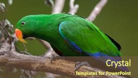  Presentation with safari park beautiful wildlife animal - PPT theme featuring solomon - eclectus parrot eclectus roratus wildlife background and a tawny brown colored foreground