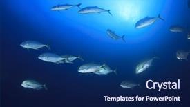  Presentation with solomon - Slide deck consisting of solomon - fish school in blue water background and a navy blue colored foreground