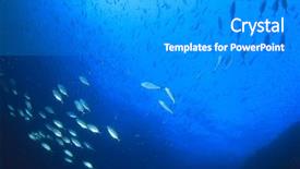  Presentation with tuna fish underwater in ocean - Beautiful slide deck featuring solomon - fish underwater ocean jackfish trevallies backdrop and a  colored foreground