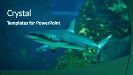  Presentation with shark - PPT theme having solomon - grey reef shark carcharhinus amblyrhynchus background and a  colored foreground