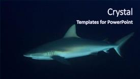  Presentation with solomon - Audience pleasing presentation design consisting of solomon - grey reef shark backdrop and a navy blue colored foreground