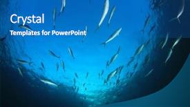  Presentation with tuna fish underwater in ocean - Presentation design featuring solomon - mackerel fish underwater live background and a teal colored foreground