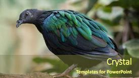  Presentation with wildlife - PPT layouts having solomon - nicobar pigeon caloenas nicobarica wildlife background and a  colored foreground