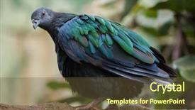  Presentation with pigeon pea - Presentation theme enhanced with solomon - nicobar pigeon caloenas nicobarica wildlife background and a  colored foreground