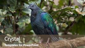  Presentation with pigeon pea diseases - Beautiful presentation theme featuring solomon - nicobar pigeon caloenas nicobarica wildlife backdrop and a  colored foreground