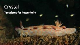  Presentation with solomon - PPT layouts with solomon - nudibranch chromodoris slug background and a  colored foreground