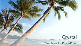  Presentation with solomon - Amazing PPT theme having solomon - palm line on the beach backdrop and a sky blue colored foreground