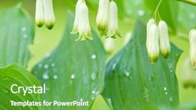  Presentation with solomon - Beautiful PPT theme featuring solomon's-seal plant backdrop and a shamrock green colored foreground