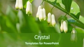  Presentation with solomon - Slides with solomon's-seal plant background and a forest green colored foreground