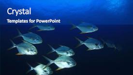  Presentation with solomon - Audience pleasing slides consisting of solomon - trevally fish school in blue backdrop and a  colored foreground