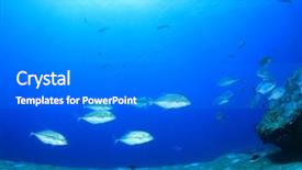  Presentation with solomon - PPT theme featuring solomon - trevally fish school in blue background and a  colored foreground