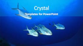  Presentation with solomon - Colorful slides enhanced with solomon - trevally fish school in blue backdrop and a  colored foreground