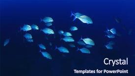  Presentation with sardines school in blue sea - PPT theme consisting of solomon - trevally fish school in blue background and a  colored foreground