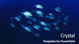  Presentation with solomon - Audience pleasing presentation theme consisting of solomon - trevally fish school in blue backdrop and a  colored foreground