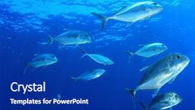  Presentation with sardines school in blue sea - Presentation having solomon - trevally fish school in blue background and a navy blue colored foreground