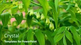  Presentation with solomon - Theme consisting of solomon-s-seal-white-flowers background and a  colored foreground