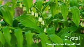  Presentation with solomon - Presentation featuring solomon-s-seal-white-flowers background and a  colored foreground