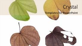  Presentation with four seasons - Amazing theme having solstice - four seasons leaves backdrop and a yellow colored foreground