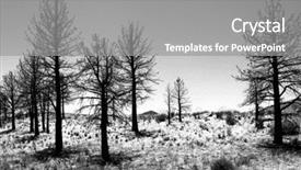  Presentation with snow tree cicular - Presentation consisting of solstice - snowy stark tree landscape background and a gray colored foreground