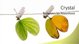  Presentation with autumn leaves - Amazing slides having solstice - spring and autumn leaves backdrop and a white colored foreground