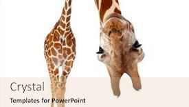  Presentation with old - Presentation featuring somali-giraffe-commonly-known background and a  colored foreground