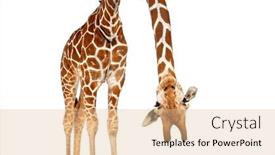  Presentation with old - Presentation design consisting of somali-giraffe-commonly-known background and a  colored foreground